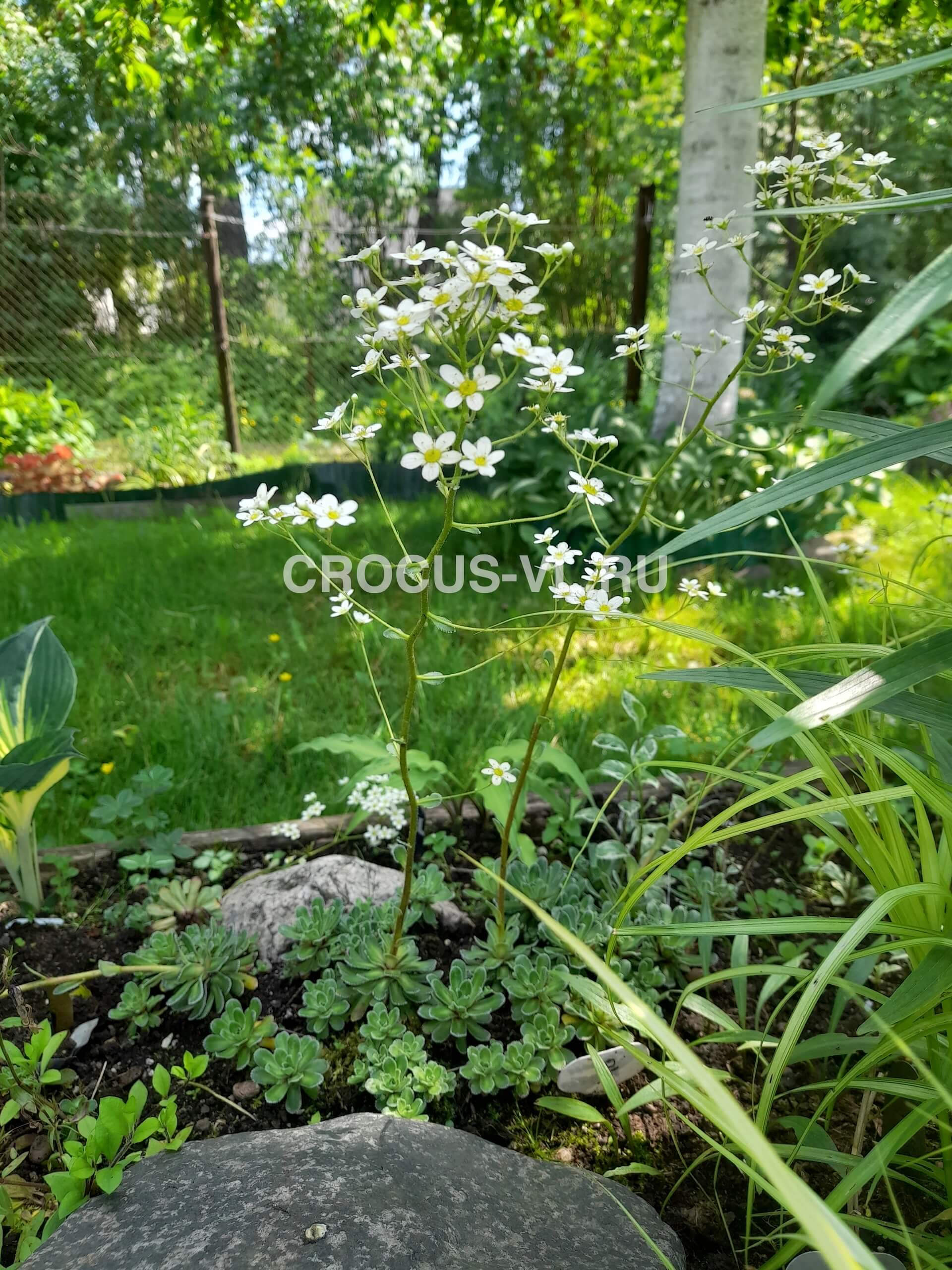 Камнеломка метельчатая